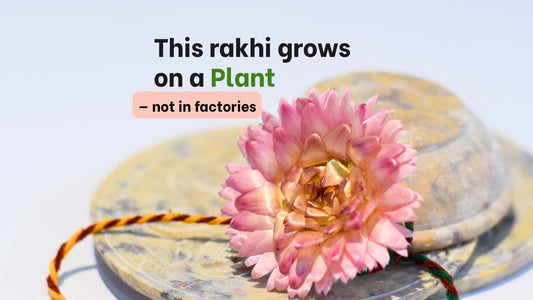 A Rakhi That Grows on a Plant: The Everlasting Bond of Helichrysum