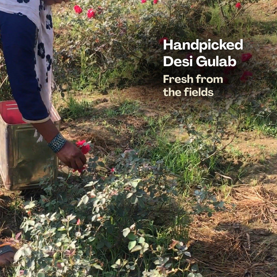 Edible rose water drink – SNAANA gulab jal for digestion, cooling and daily wellness