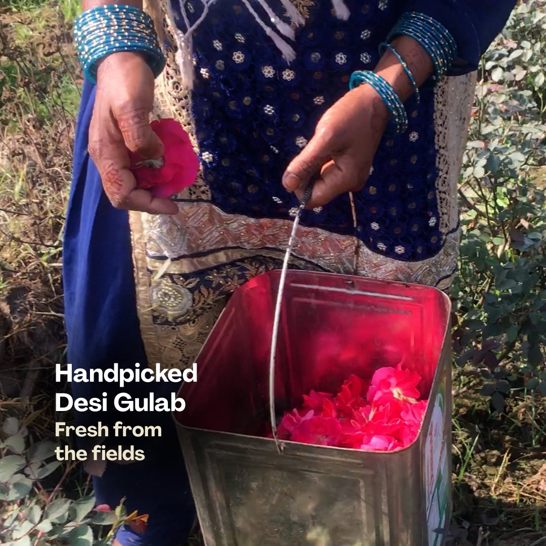 Fresh desi roses used for steam distilled SNAANA rose water