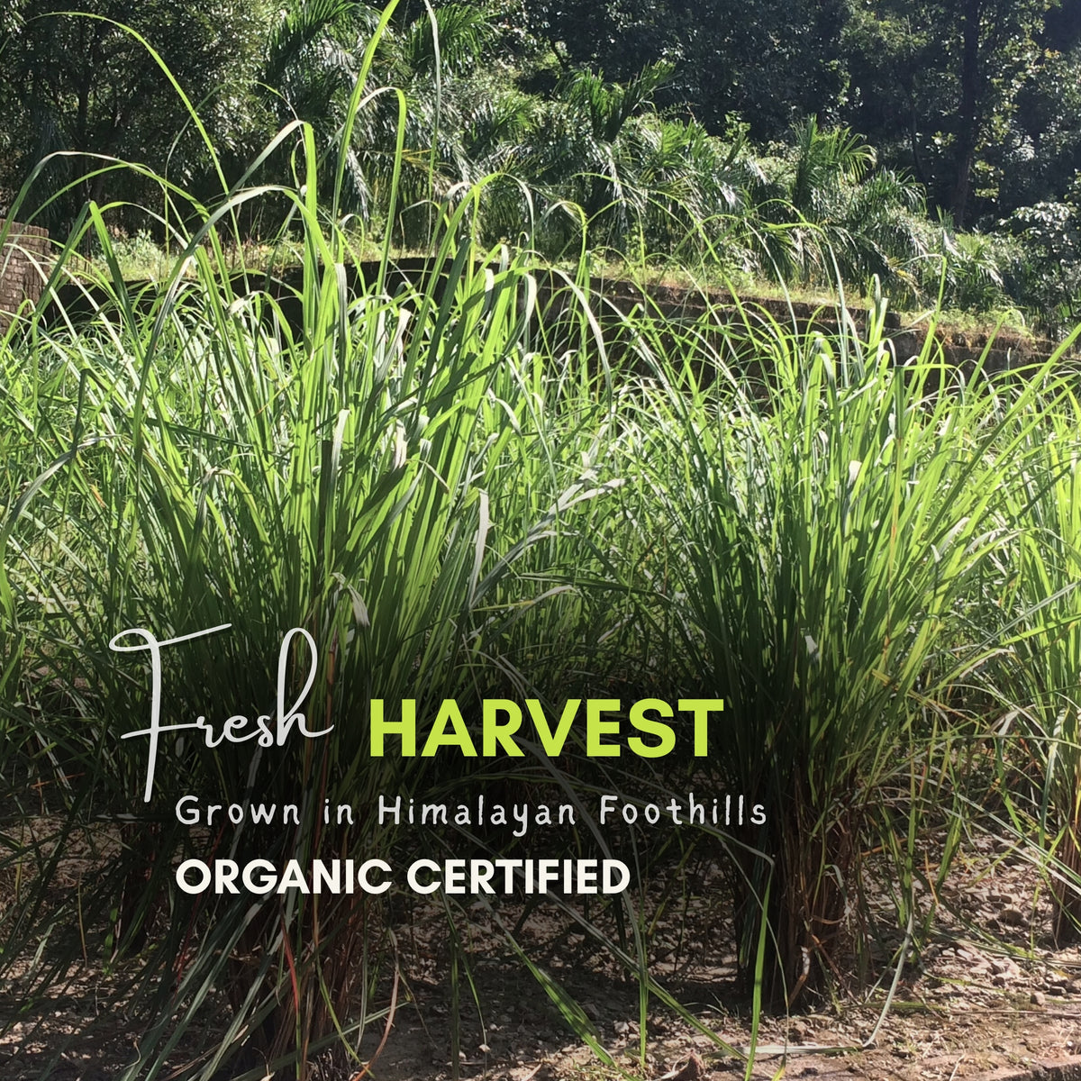 Lemongrass Harvesting Process